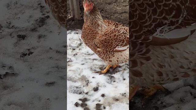 куры Виандот белое золото