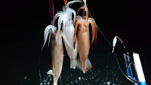 выход в море на кальмара 23.08.2024