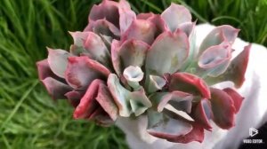 Echeveria Trumpet Pinky