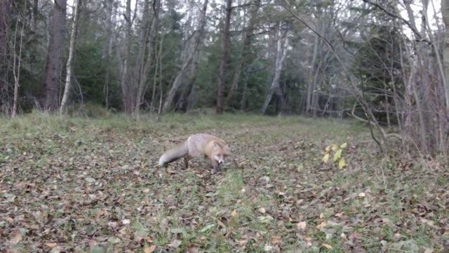 Куршская коса: Лиса - 3 смотреть онлайн