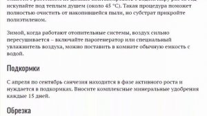 Санхеция. Уход в домашних условиях. Фото. Почему опадают листья? Размножение и пересадка.