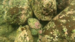 Магадан. подводная охота в Охотском море