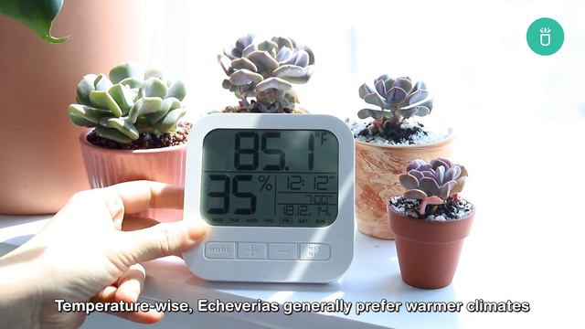 BEST TIPS | HOW TO CARE FOR ECHEVERIA CUBIC FROST | CRASSULACEAE SUCCULENTS смотреть онлайн
