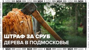 Специалисты лесоохраны рассказали о штрафах за сруб дерева в Подмосковье - Москва 24