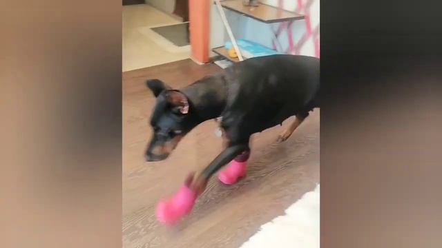 Купила Веге сапоги,но что то пошло не так смотреть онлайн