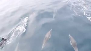 Why do dolphins swim in front of a boat?