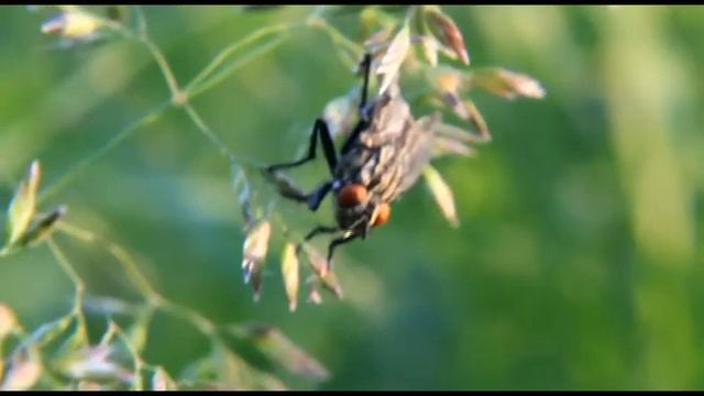 Муха (Canon 550D) смотреть онлайн