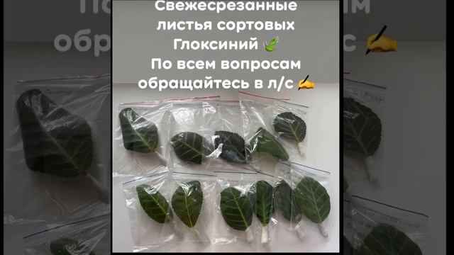 Глоксинии почтой #геснериевые #sinningia #синнингия #цветы #цветыпочтой #глоксинии #глоксиниипочтой