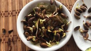 Как прорастить и посадить фисташку настоящую, морозостойкую.