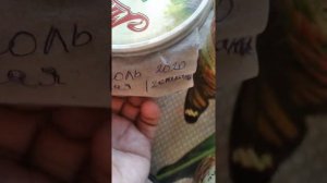 Подготовка фасоли к посадке.