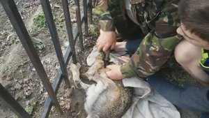 Спасение зайца