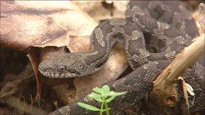 All About Snakes for Kids: Learn about Snakes for Children - FreeSchool