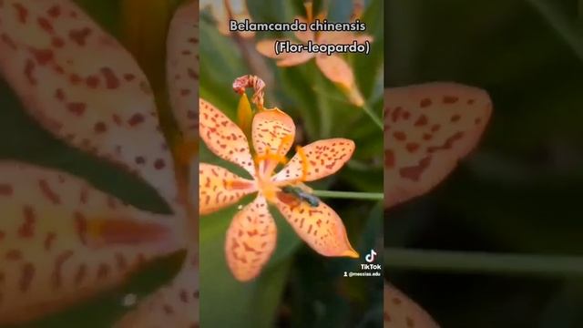 Belamcanda chinensis(Flor-leopardo) #plantas #flores #jardim #natureza