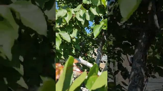 Прививка на абрикос. Контролируем прирост. смотреть онлайн