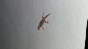 Гекконы ночью на балконе в Тайланде