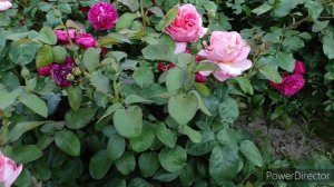 Троянда Мадмуазель Мейян (Sweet mademoiselles)