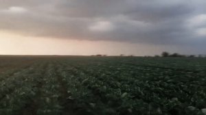 Капуста Агрессор 2021 год.mp4