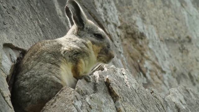 Southern Viscacha - Lomas de Lucumo, Lima, Peru смотреть онлайн