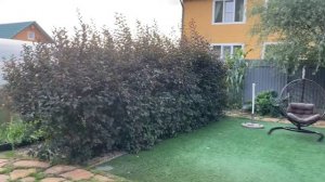 Наконец-то изгородь из ПУЗЫРЕПЛОДНИКА полностью прикрыла ТЕПЛИЦУ!