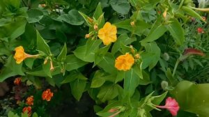 Мирабелис, многолетний цветок.