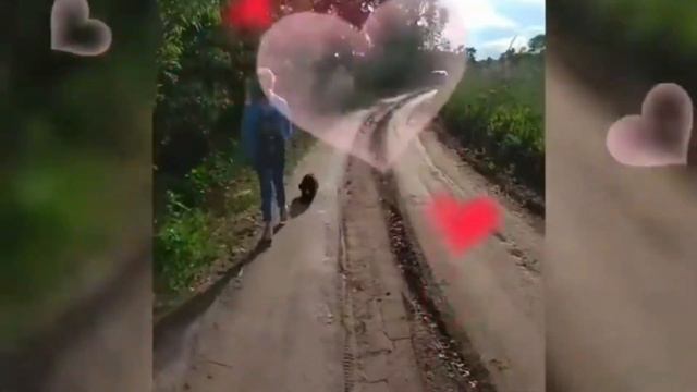 Моя собака. смотреть онлайн