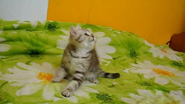 Британский котенок Элизабет. Окрас шоколадный мрамор на серебре. Elite British - питомник смотреть онлайн