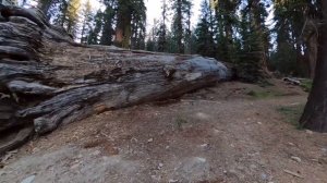 Mariposa Grove of Giant Sequoias - Hike Guide