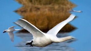 Ион Суручану  *ЛЕБЕДИ ЛЕТЯТ*