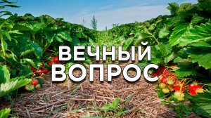 Можно ли сажать рядом клубнику разных сортов