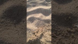 АКА Сорекс ПРО робота на пляже 2