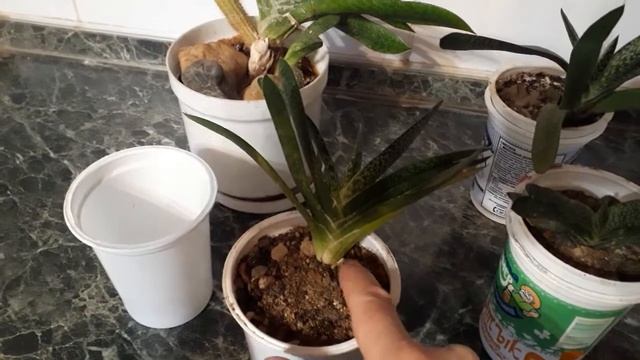 #succulent #гастериябородавчатая / Посадка деточек гастерии бородавчатой бюджетным способом смотреть онлайн