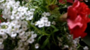 Эти ДОЛГОЦВЕТУЩИЕ ЦВЕТЫ украсят любую клумбу и ваш балкон ( ПЕТУНИЯ +АЛИССУМ)