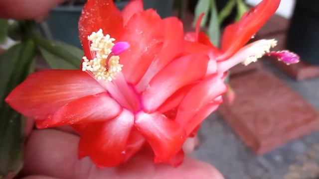 Grow & Propagate Your Own Thanksgiving / Christmas Cactus! смотреть онлайн