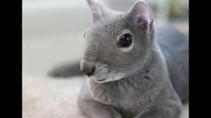 Несуществующие животые.