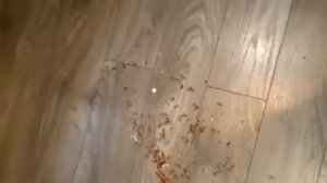 Шок! Яйца, личинки тараканов