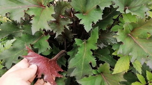Бузульники в нашем саду - угадаем названия сортов?