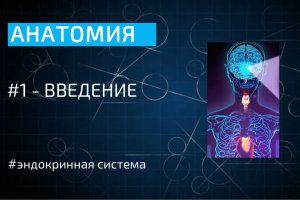 Анатомия: эндокринная система человека - введение