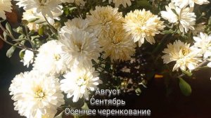 Хризантема мультифлора. Октябрь. Зимовка в подвале. Подготовка. #хризантемамультифлора #сад25