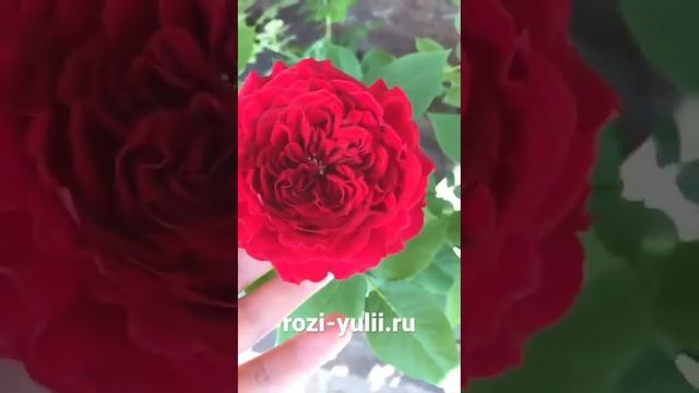 Срезочная Роза Остина -«Тесс» ❤️ Каталог rozi-yulii.ru? #саженцыроз #розы #розы #английскиерозы