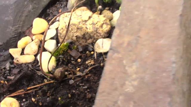 Первые растения из под снега...весна всё-таки победила!!! смотреть онлайн