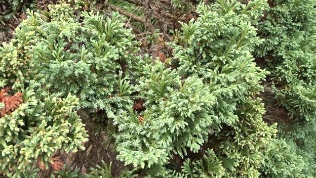 Chamaecyparis pisifera ´Squarrosa Dumosa´ čes. cypřišek hrachonosný смотреть онлайн