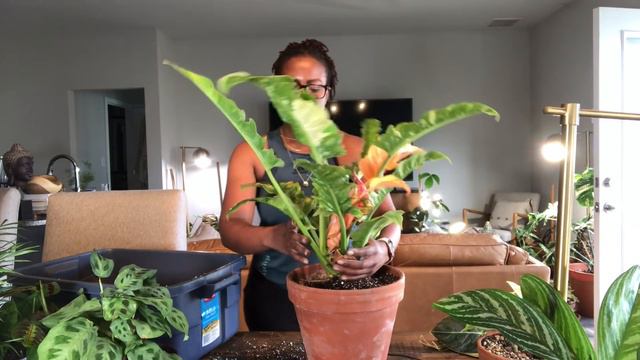 Repot with Me | Philodendron Ring of Fire, Ficus Elastica Green, Etc.