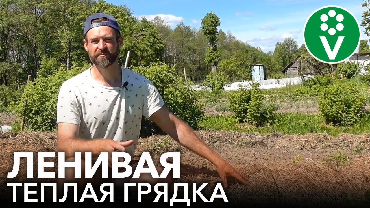 ЛЕНИВАЯ ГРЯДКА: УРОЖАЙ ОГУРЦОВ БЕЗ ПОЛИВОВ, ОБРАБОТОК И ПОДКОРМОК!