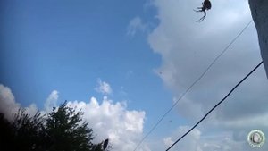 Клоп вонючка  победил паука