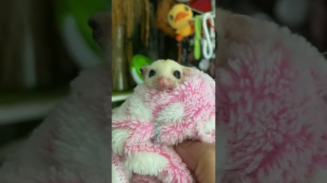 #sugar-glider#animals