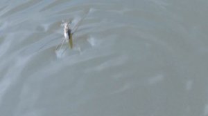 Водомерки на водной глади, Клоп - водомерка, Water striders