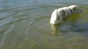 Я-Водяной, Я-Водяной....