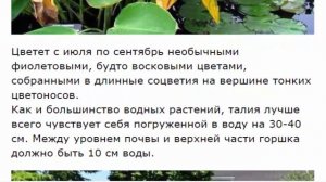Талия --- цветок водного мира.