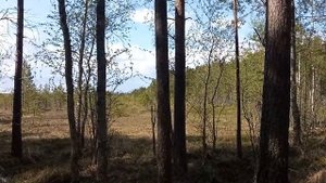 Целебная сила Осины , тайны Болот и кукушка