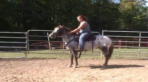 Petey the Appaloosa Pony